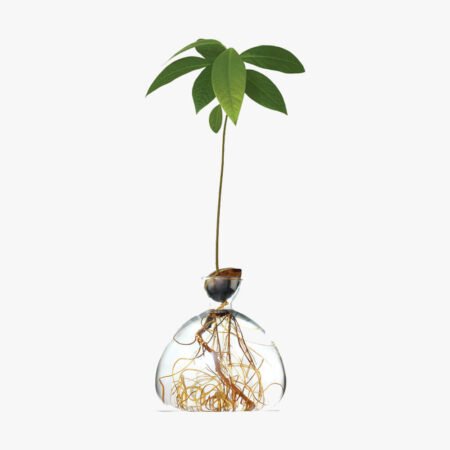 Zoom Avocado Vase